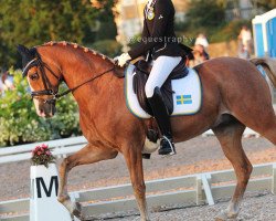 dressage horse Bodo (Nederlands Welsh Ridepony, 2000, from Coelenhage's Purioso)