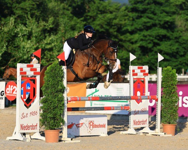 jumper Hulapalu (Westphalian, 2017, from Hickstead White)