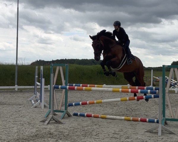 Springpferd Cesan Vom Klint (Holsteiner, 2014, von Cesano II)