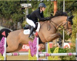 jumper HPS Top Cat (anglo european sporthorse, 2016, from Catwalk IV)