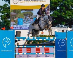jumper Itoulavsca Fortuna (KWPN (Royal Dutch Sporthorse), 2013, from Etoulon VDL)