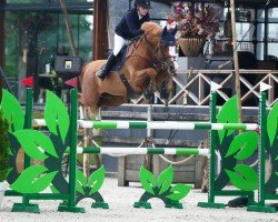 stallion Key West (KWPN (Royal Dutch Sporthorse), 2015, from Tangelo van de Zuuthoeve)