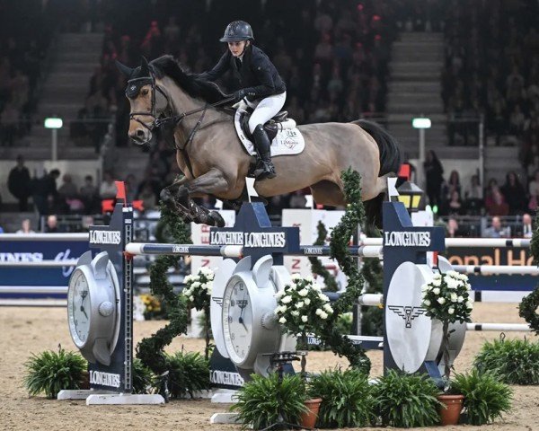 jumper Kimosa van het Kritrahof (Belgian Warmblood, 2010, from Chatman)