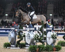 jumper Kimosa van het Kritrahof (Belgian Warmblood, 2010, from Chatman)