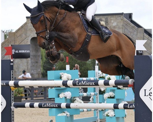 jumper La Gupardie (KWPN (Royal Dutch Sporthorse), 2016, from van Gogh)