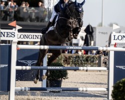jumper Kingsborough Kasper (Irish Sport Horse, 2013, from Kannan)