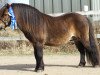 Pferd Leandro van Stal Brammelo (Shetland Pony, 1996, von Goldwin van Wegdam)