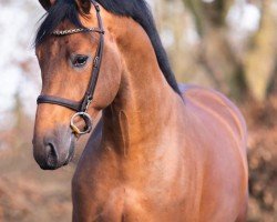 jumper Opertuno (KWPN (Royal Dutch Sporthorse), 2019, from Comme il Faut)