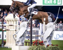 jumper PSS Expect the Best (KWPN (Royal Dutch Sporthorse), 2012, from Berlin)