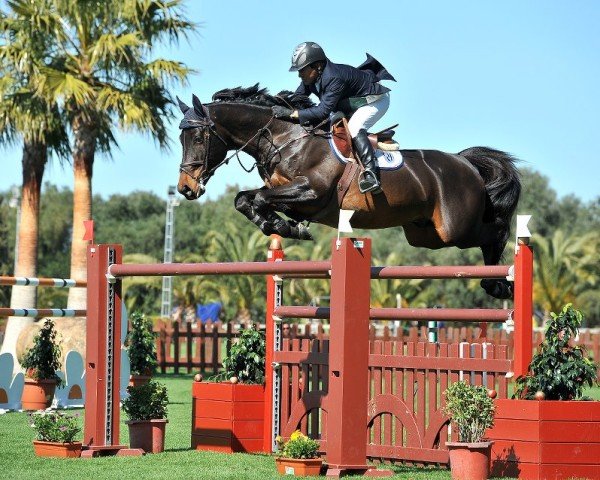 jumper Unex Omega Star (Irish Sport Horse, 2002, from Quick Star)