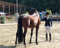 dressage horse Fionn Mclaren W (Westphalian, 2013, from Fürstenball)