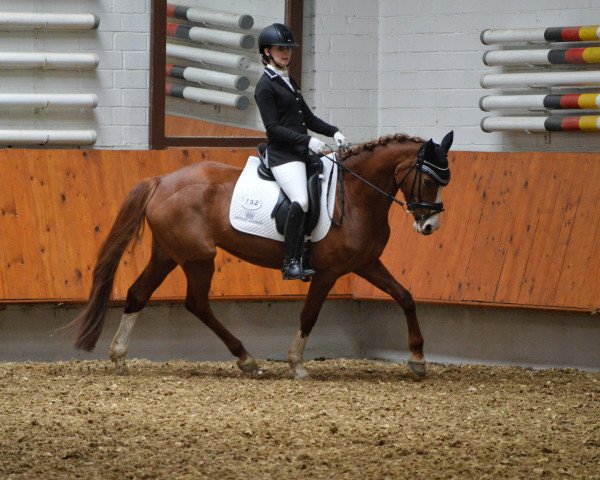 broodmare Designed by Don't Worry (German Riding Pony, 2014, from FS Don't Worry)