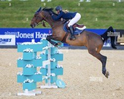 broodmare Ninkie de Vy Z (Zangersheide riding horse, 2008, from Nonstop)