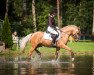 stallion Nancho's Golden Star (German Riding Pony, 2013, from Heidbergs Nancho Nova)