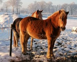 horse Mila (Haflinger, 2003, from El.H. /P.H Steinadler)