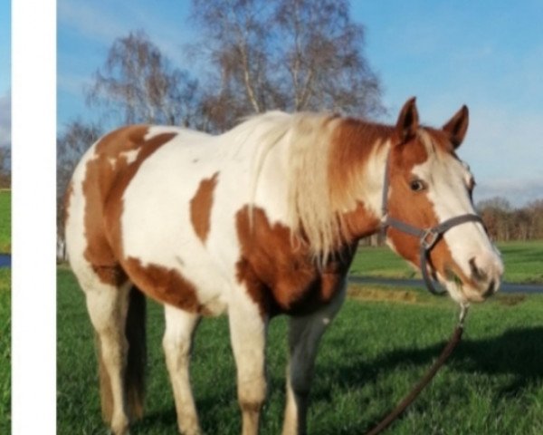 Pferd Jacky Sparrow (Paint Horse, 2010, von Pretty Cowboy)