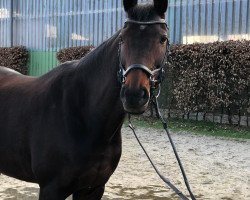 dressage horse Quinta Bellissima (Westphalian, 2008, from Quinta Real)