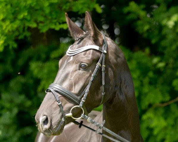 broodmare Scala 36 (Hanoverian, 2014, from Sir Donnerhall I)