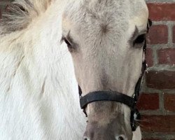 horse Rune vom Töster Grund (Fjord Horse, 2019, from Turbo Romeo N.2573)