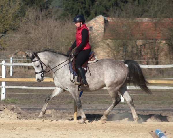 Pferd Big strong beautiful Arabian Gelding (Vollblutaraber, 2017)