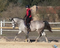 horse Big strong beautiful Arabian Gelding (Arabian thoroughbred, 2017)