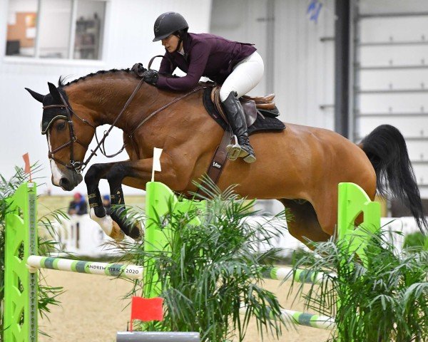 jumper Zero Gravity (KWPN (Royal Dutch Sporthorse), 2009, from Verdi)