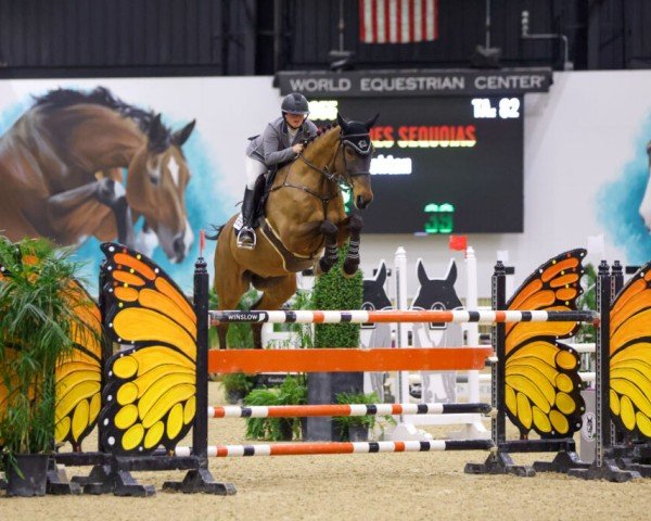 jumper Caiman des Sequoias (Belgian Warmblood, 2008, from Radco d'Houtveld)