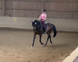 dressage horse Karenina 11 (Bavarian, 2006, from Southern Spirit)