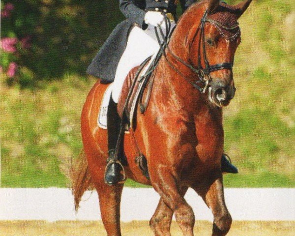 dressage horse Waldessarini (German Sport Horse, 2004, from Wolkentanz II)