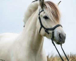 Pferd Gamleskolens Taake (Fjordpferd, 2015, von Turbo Romeo N.2573)