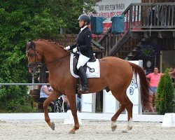 Dressurpferd Mowgli 61 (KWPN (Niederländisches Warmblut), 2017, von Governor-Str)