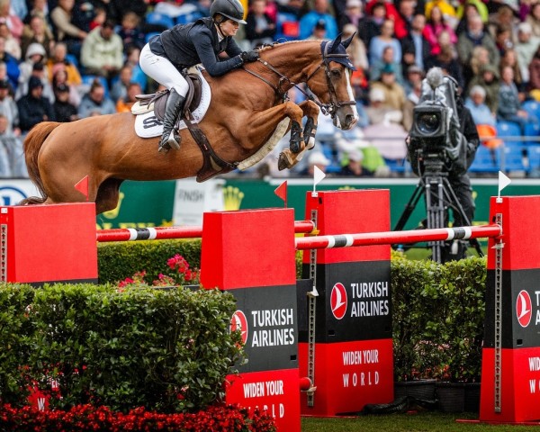 broodmare Portobella van de Fruitkorf (Belgian Warmblood, 2015, from Bamako de Muze)