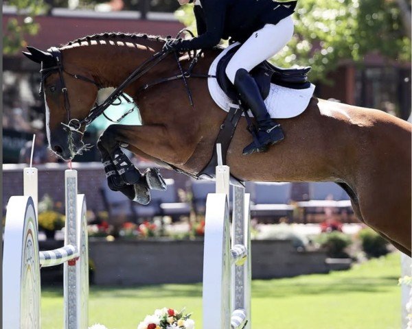 Springpferd Glacier ZF (Kanadisches Warmblut, 2011, von Sable Rose)