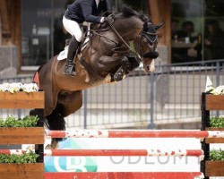 stallion Balounito (Westphalian, 2012, from Balous Bellini)