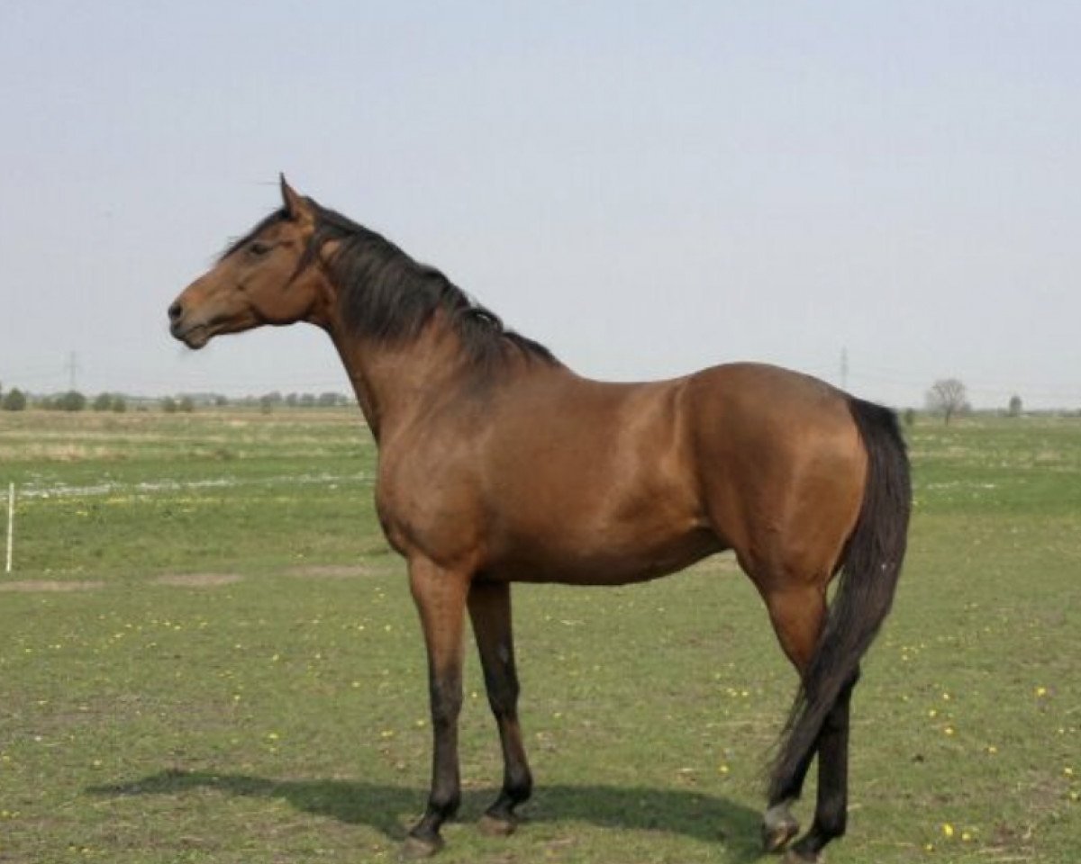 broodmare Mandy M (Hanoverian, 2002, from Markus Deak xx)