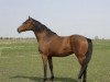 broodmare Mandy M (Hanoverian, 2002, from Markus Deak xx)