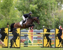 jumper Gallup (KWPN (Royal Dutch Sporthorse), 2011, from Hickstead)