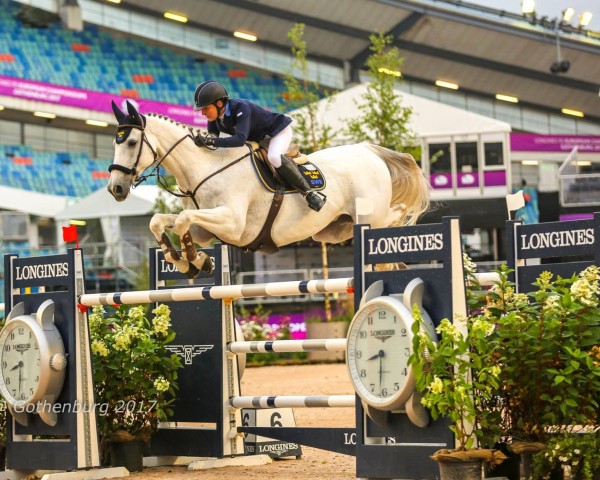 jumper Bonzai H (Swedish Warmblood, 2000, from Baloubet du Rouet)