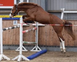 horse Constelar I. von Captain Olympic (Deutsches Reitpferd, 2018, from Captain Olympic)