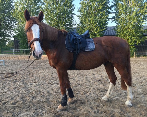 horse Cardinos H (Holsteiner, 2008, from Cardino)