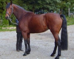 broodmare Dai Jin (Westphalian, 2002, from Dollmann)