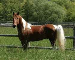 dressage horse Pino Picasso 3 (Andalusians/horse of pure Spanish race, 2013)