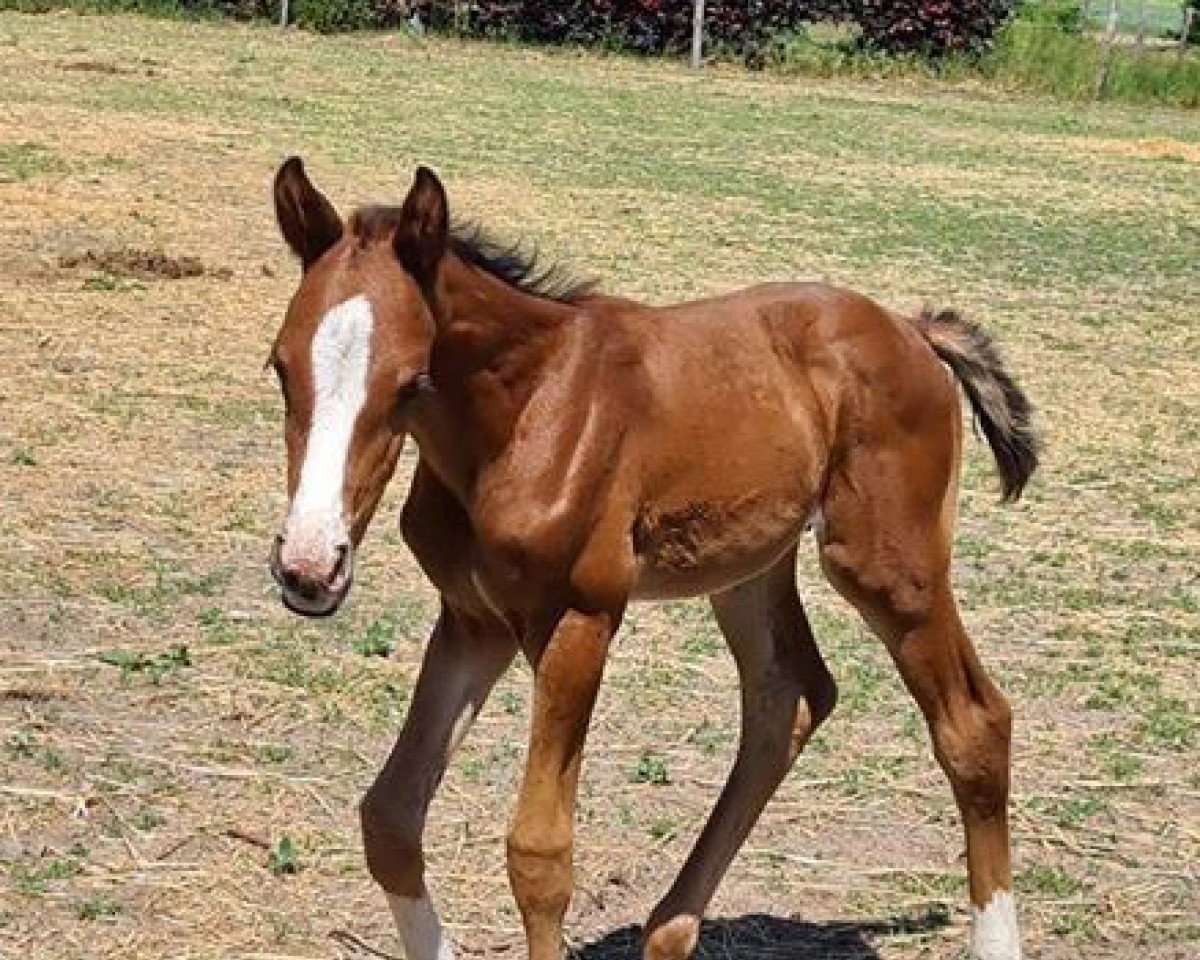 Springpferd Campino S (Westfale, 2020, von Coreandro)