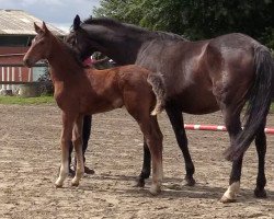 jumper Stute von Coreandro / Calato (Holsteiner, 2020, from Coreandro)