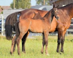 Springpferd Cinquana (Westfale, 2017, von Casino Berlin OLD)