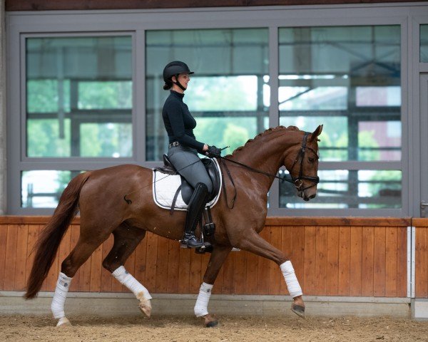 dressage horse Bernay's Bijou (Hanoverian, 2020, from Bernay)