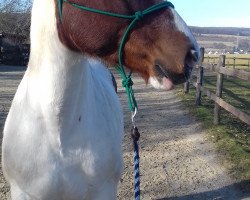 Pferd Odin (Schweres Warmblut, 2013)