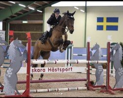 jumper Frits O (KWPN (Royal Dutch Sporthorse), 2010, from Calvaro Z)