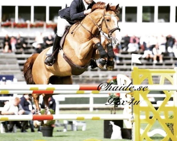 jumper Khan v/d Donkhoeve (Belgian Warmblood, 2010, from Vagabond de la Pomme)