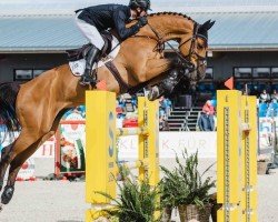 jumper Ladalco-Z (KWPN (Royal Dutch Sporthorse), 2016, from Grandorado TN)